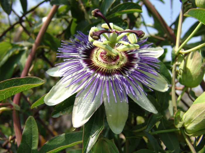 Passiflora caerulea image