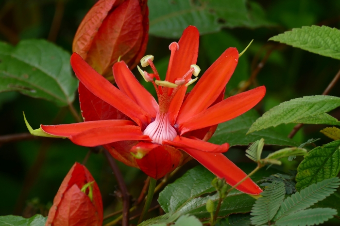 Passiflora coccinea image