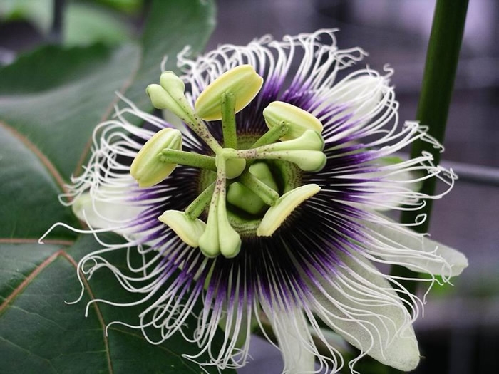 Passiflora edulis image
