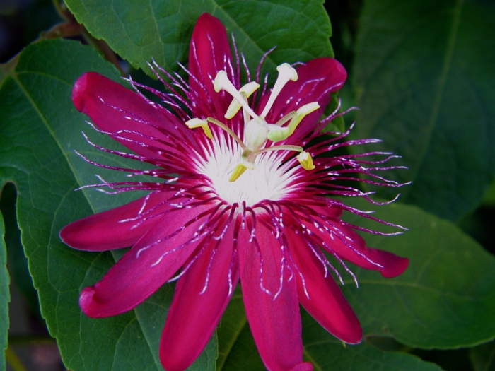 Passiflora kermesina image