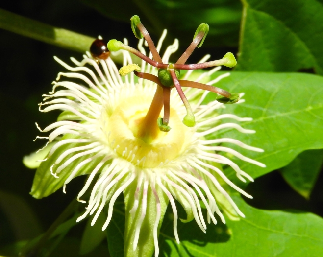 Passiflora mexicana image