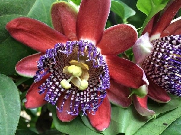 Passiflora quadrangularis image