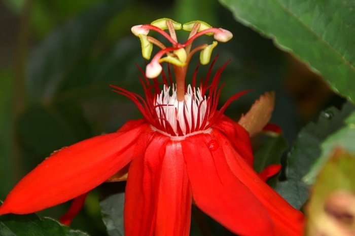 Passiflora racemosa image