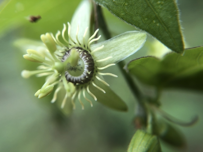 Passiflora suberosa image