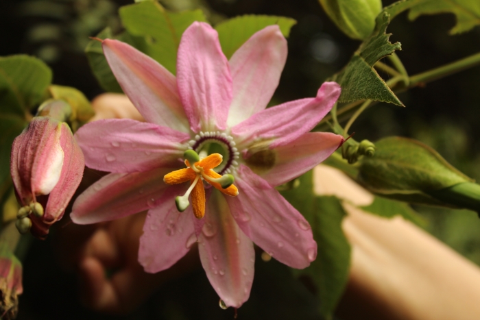 Passiflora tarminiana image