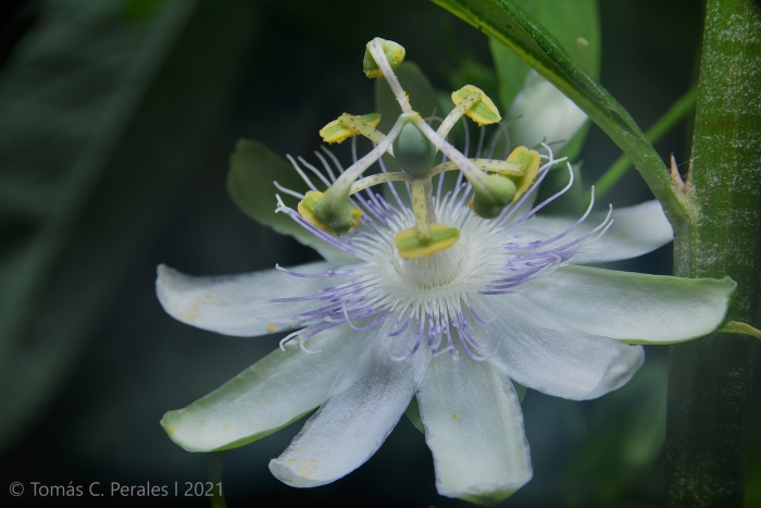 Passiflora tenuifila image