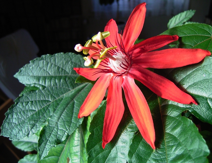 Passiflora vitifolia image