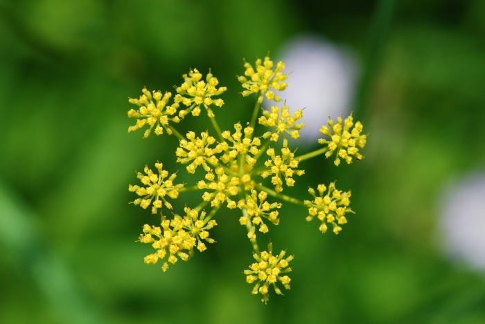 Pastinaca sativa image