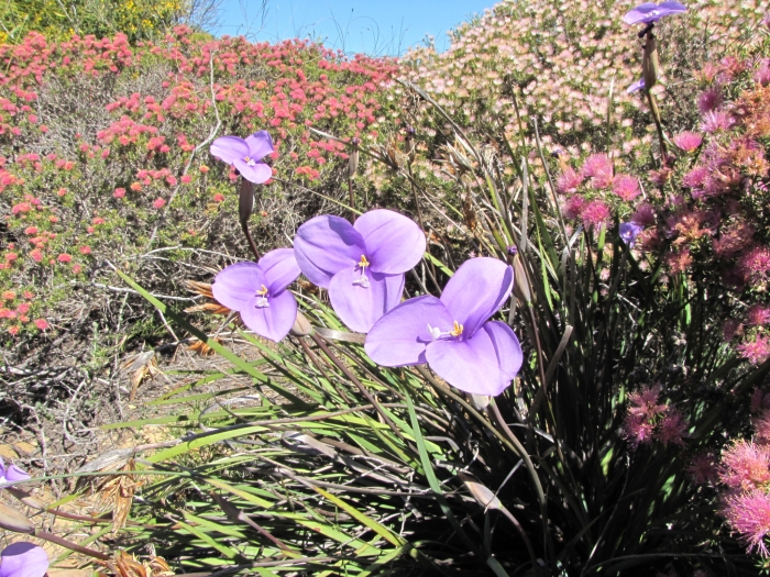 Patersonia occidentalis image