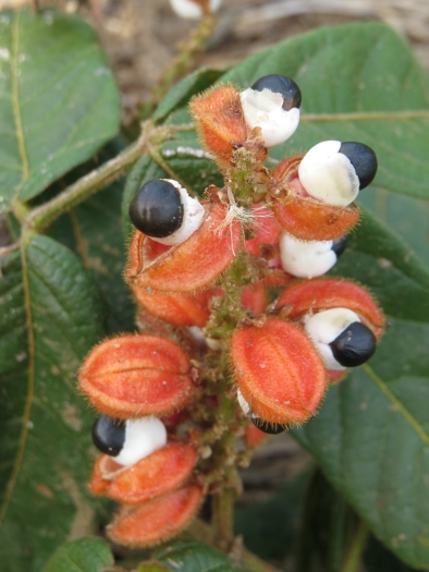 Paullinia cupana image
