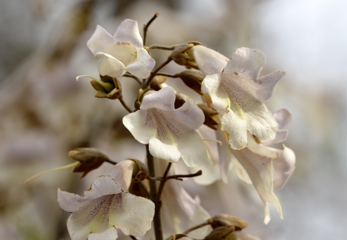 Paulownia fortunei image