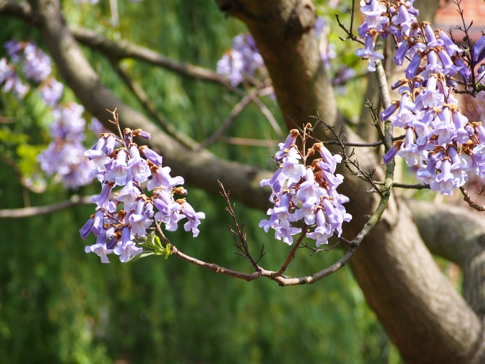 Paulownia tomentosa image