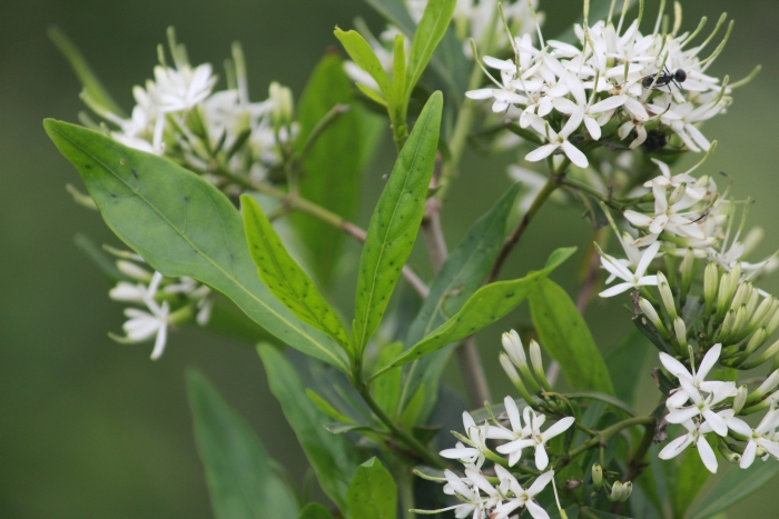Pavetta lanceolata image