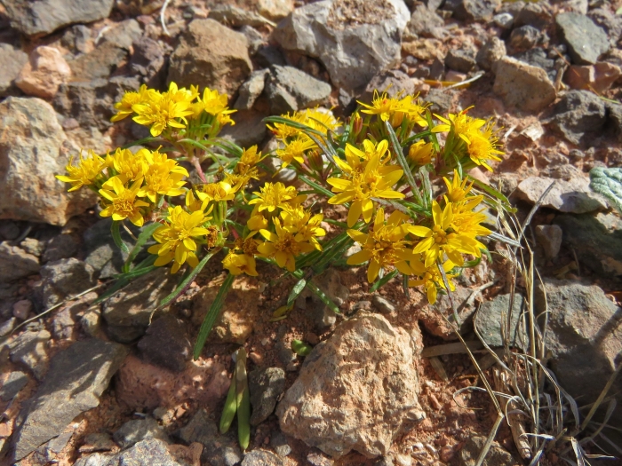 Pectis angustifolia image