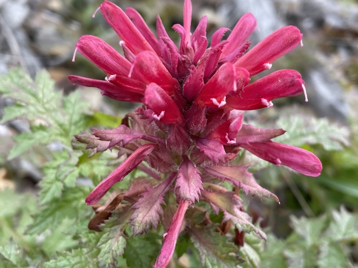 Pedicularis densiflora image