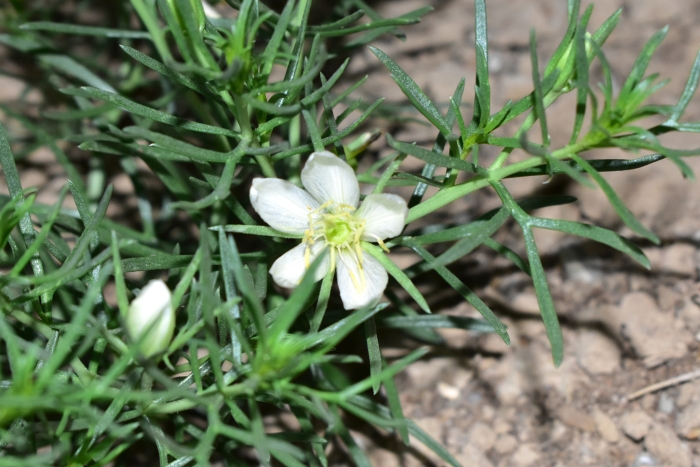 Peganum harmala image
