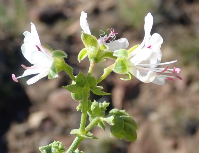 Pelargonium crispum image