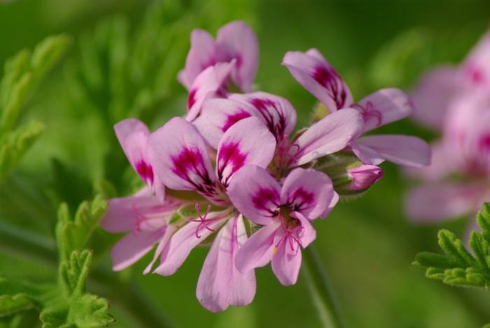 Pelargonium graveolens image