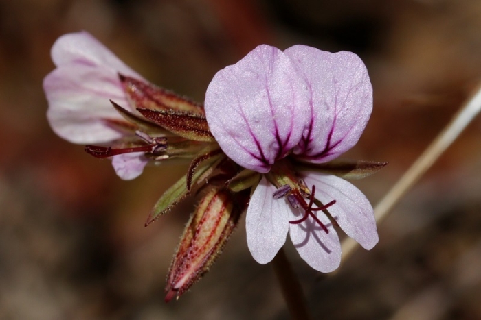 Pelargonium myrrhifolium image