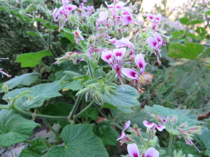 Pelargonium papilionaceum image