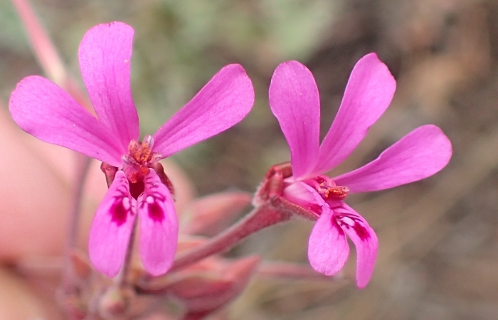 Pelargonium reniforme image