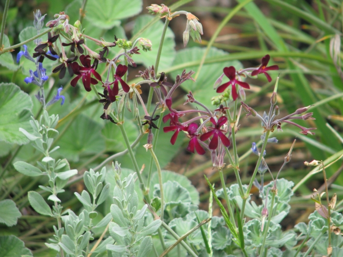 Pelargonium sidoides image