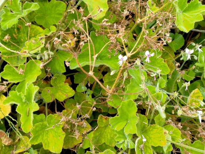 Pelargonium tomentosum image