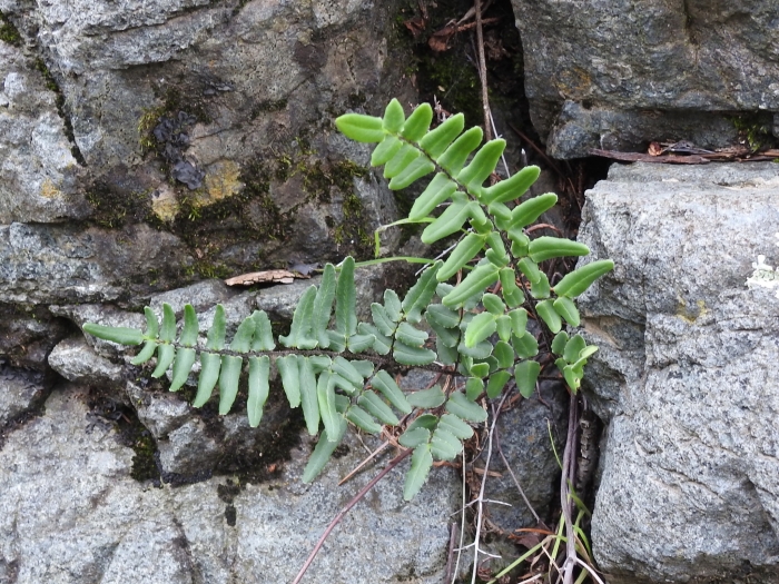 Pellaea atropurpurea image