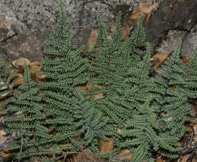 Pellaea mucronata image