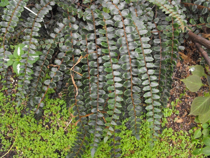Pellaea rotundifolia image