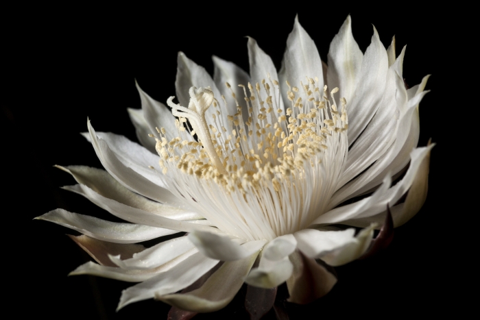 Peniocereus greggii image