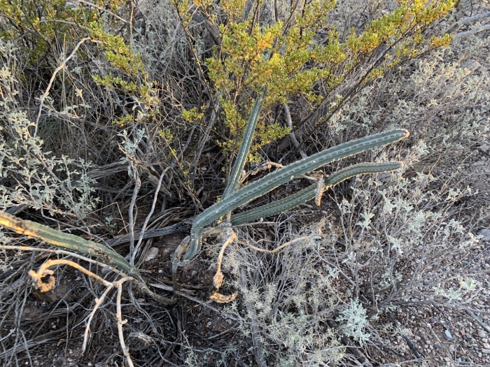 Peniocereus greggii var. transmontanus image