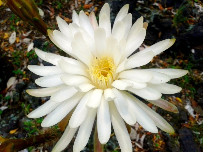 Peniocereus serpentinus image
