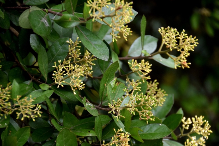 Pennantia corymbosa image