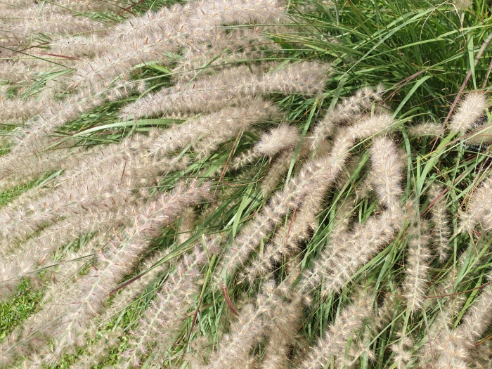 Pennisetum orientale image