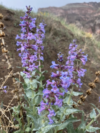 Penstemon acuminatus image