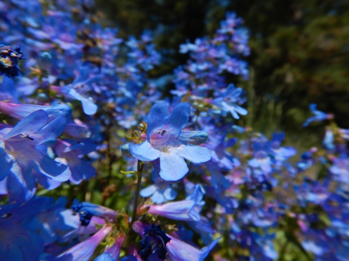 Penstemon albertinus image