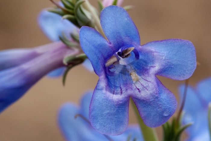 Penstemon angustifolius image