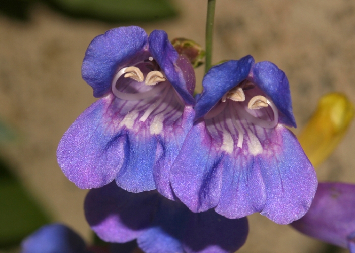Penstemon azureus image