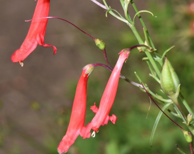 Penstemon barbatus image