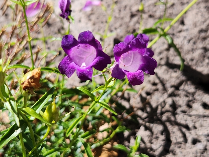 Penstemon campanulatus image
