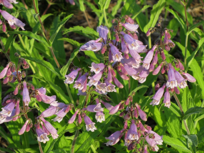 Penstemon canescens image