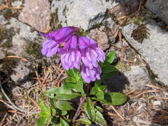 Penstemon cardwellii image