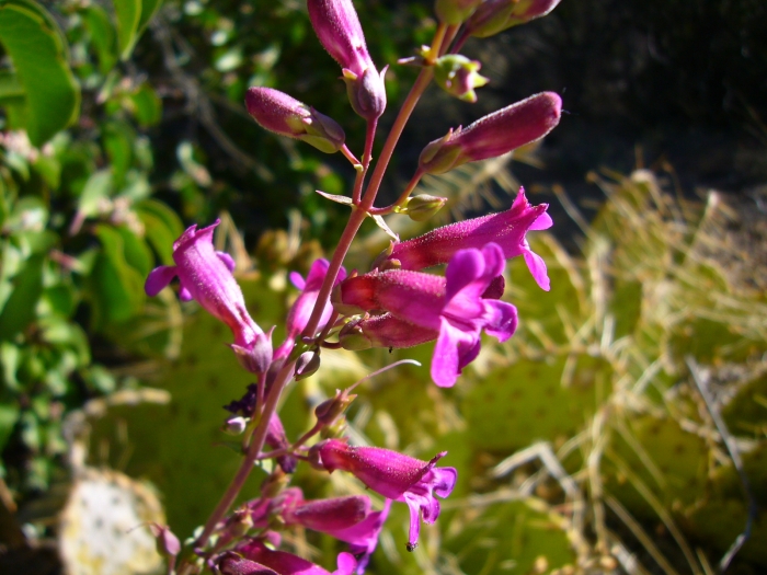 Penstemon clevelandii image