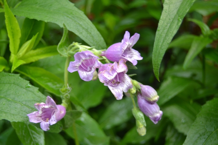 Penstemon cobaea image