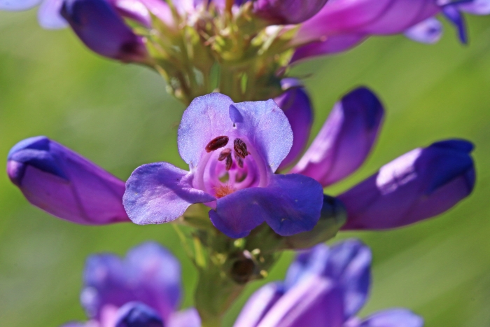 Penstemon cyananthus image