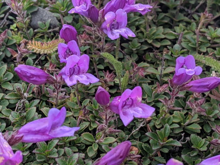 Penstemon davidsonii image