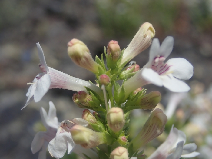 Penstemon deustus image