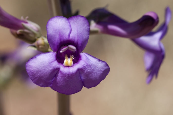 Penstemon fendleri image