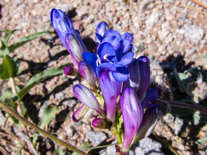 Penstemon glaber image